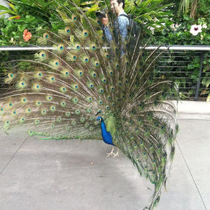 Meet your Posher, Ariana